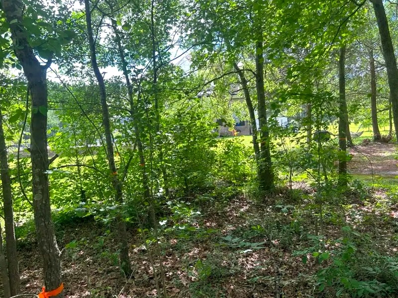 Overgrown property before land clearing in Garner NC