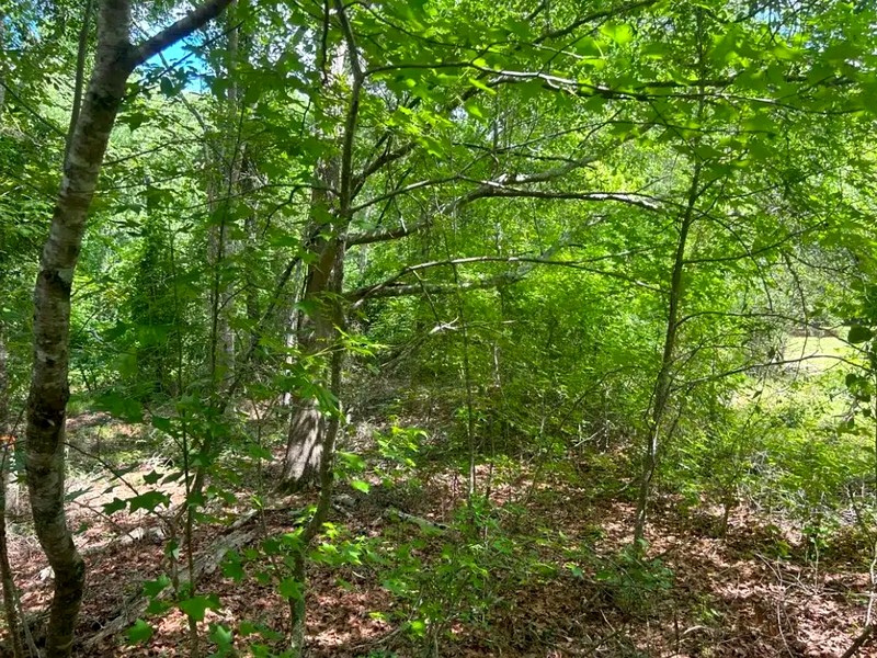 Dense brush and privet before clearing near Garner NC
