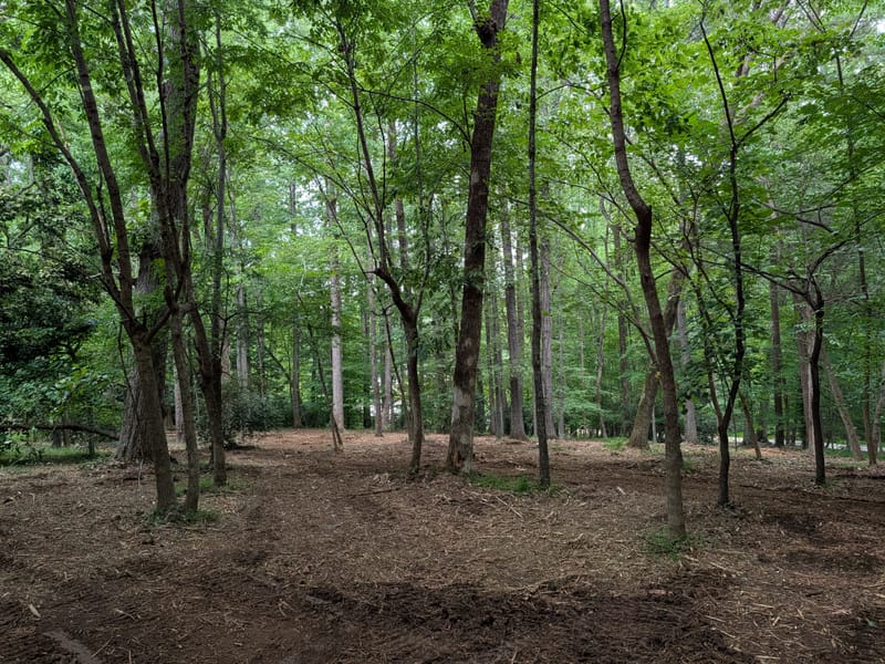 Open woods with the underbrush mulched away and the tall trees left standing