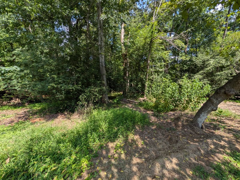 Woods choked with understory brush and saplings before clearing