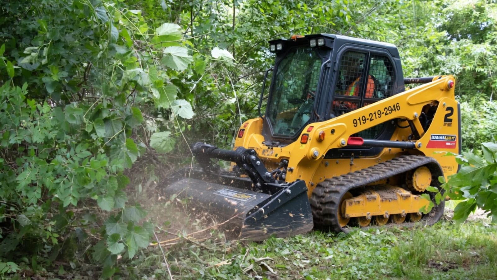 Cut Brush invasive species removal in Central North Carolina